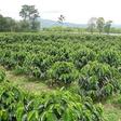 A coffee society emerges from the dark after years without electricity