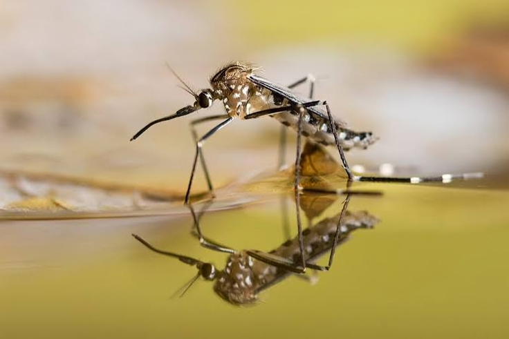 5 mosquito-repelling methods indigenous to African communities