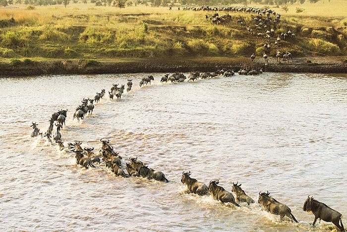 Ritz-Carlton Safari Camp