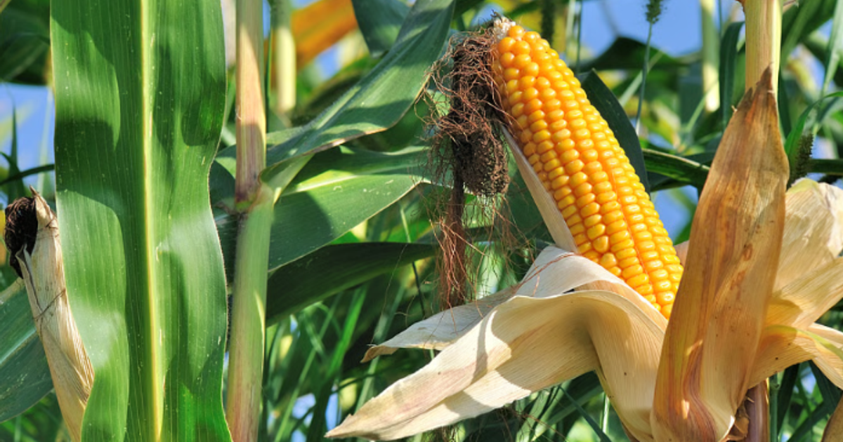 Cheaper fertiliser opens the door to bigger harvests in Western Kenya