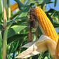 Truth about GMOs that most people never hear