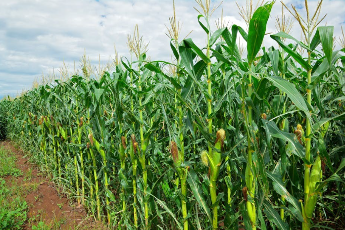 A maize plantation