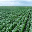 Banks pour record Sh53 billion into farming: Inside Kenya’s new agriculture credit boom