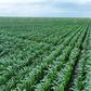 Banks pour record Sh53 billion into farming: Inside Kenya’s new agriculture credit boom