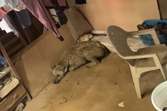 Why wild animals enter homes, and how to stop them
