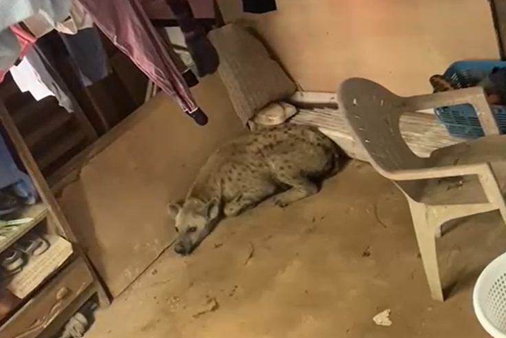 Why wild animals enter homes, and how to stop them