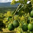 Avocado market hurt as AFA shuts down Export-by-Sea for Hass and Fuerte varieties