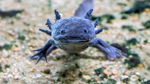 El ajolote mexicano es una especie endémica que enfrenta riesgo de extinción en su hábitat natural./ Pixabay