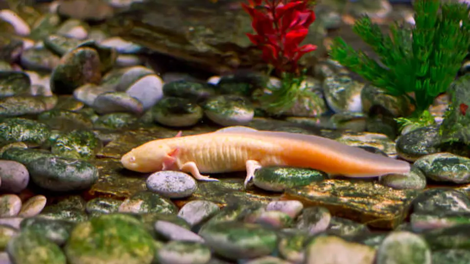 El ajolote habita principalmente en los canales de Xochimilco, uno de los últimos refugios naturales de la especie./ Pixabay