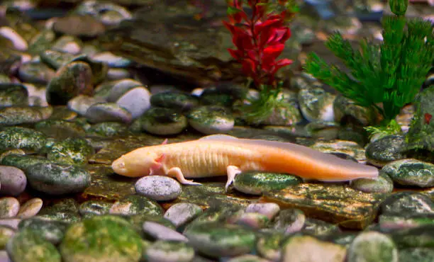 El ajolote habita principalmente en los canales de Xochimilco, uno de los últimos refugios naturales de la especie./ Pixabay