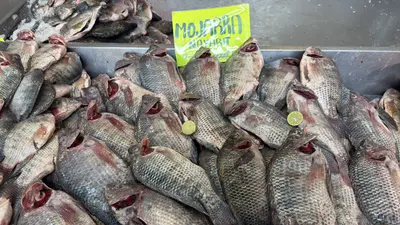 Precios de pescados en La Nueva Viga 2026: cuánto cuesta el kilo en Semana Santa