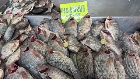 Precios de pescados en La Nueva Viga 2026: cuánto cuesta el kilo en Semana Santa