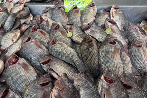 Precios de pescados en La Nueva Viga 2026: cuánto cuesta el kilo en Semana Santa