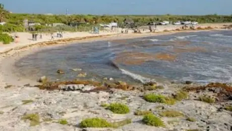 Sargazo en Quintana Roo exige una revolución sustentable.- Julio Antonio Jiménez Elechiguerra