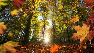 ¿Cuándo entra el otoño 2026 en México? Fecha y hora exacta del equinoccio