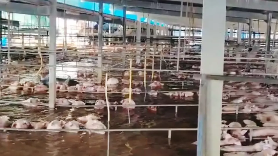 Cuando ocurrió la emergencia había cerdos vivos dentro de las instalaciones que necesitaban ser desalojados / Especial