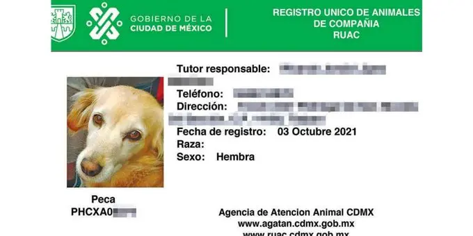 La llamada “CURP para mascotas” corresponde a distintos sistemas de registro que operan en algunas entidades./ RS