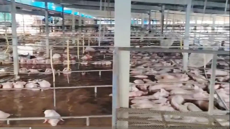 Las fuertes lluvias provocaron la inundación del rastro Tipo Inspección Federal (TIF) de Grupo Kowi, ubicado en Navojoa / Especial