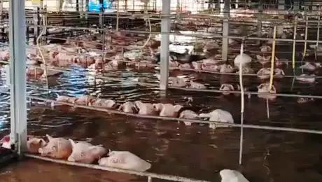 VIDEO: Huracán inunda rastro en Sonora: miles de cerdos y toneladas de carne están en riesgo