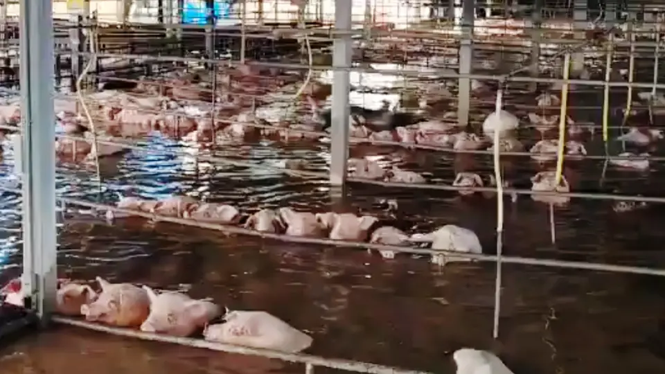 VIDEO: Huracán inunda rastro en Sonora: miles de cerdos y toneladas de carne están en riesgo