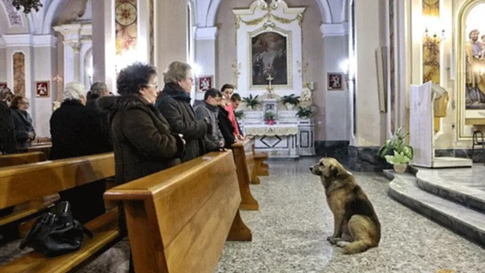 Perro es fiel a su dueña hasta en la muerte