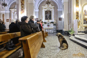 Perro es fiel a su dueña hasta en la muerte