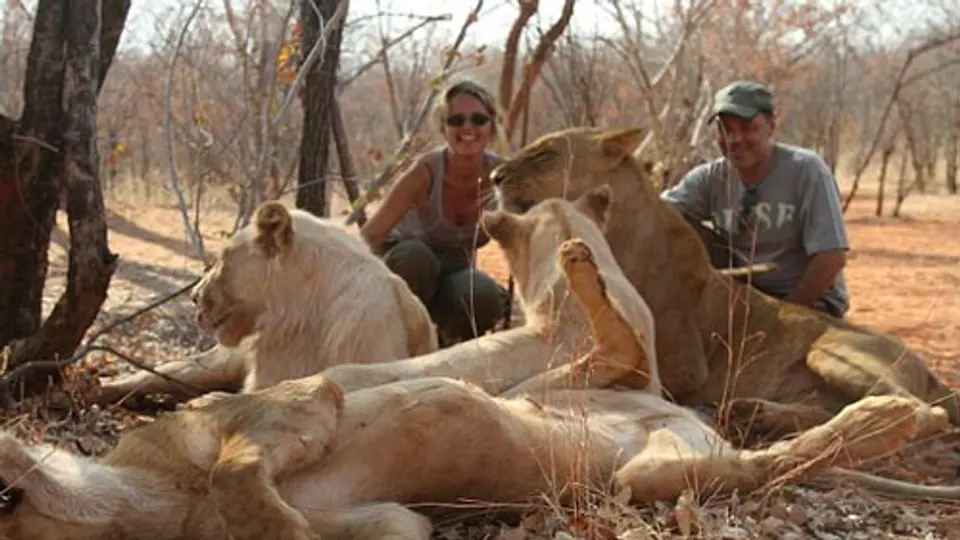 Pasea pareja con felinos salvajes en África