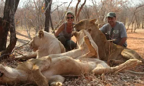 Pasea pareja con felinos salvajes en África