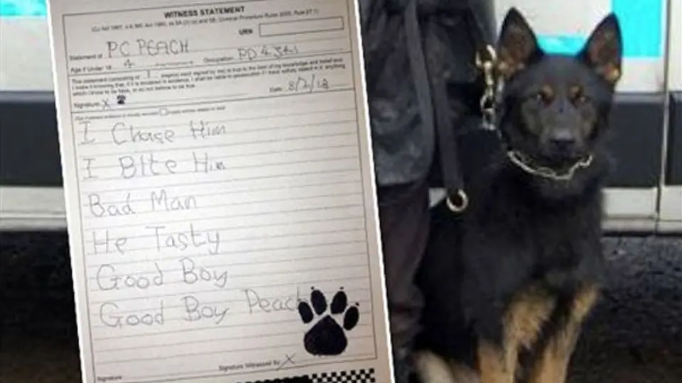 Perro Policía obligado a 'escribir' una declaración a la corte