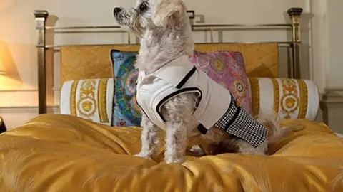 Hotel ofrece servicio VIP para mascotas por 6 mil pesos la noche