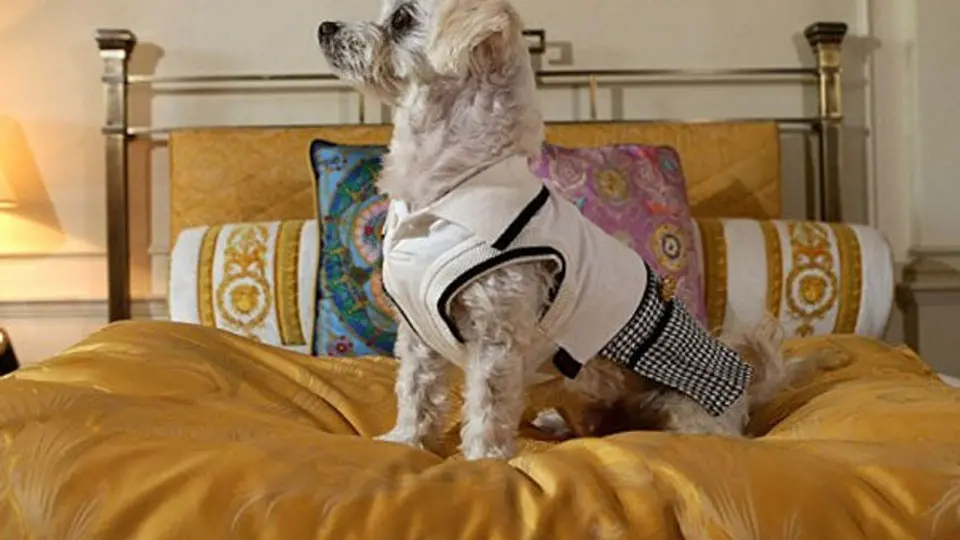 Hotel ofrece servicio VIP para mascotas por 6 mil pesos la noche