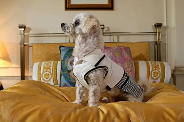 Hotel ofrece servicio VIP para mascotas por 6 mil pesos la noche