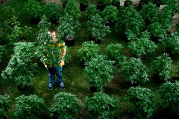 Lanzan tour de marihuana en Estados Unidos
