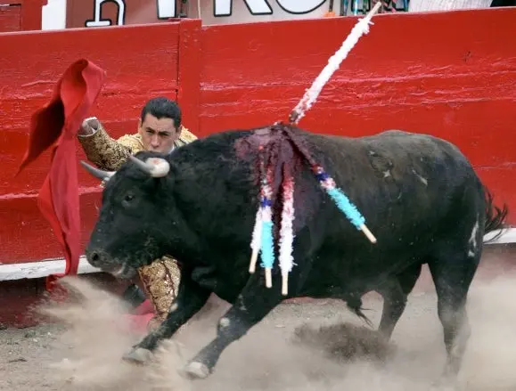 Proponen en Coahuila prohibir las corridas de toros; advierten desempleo