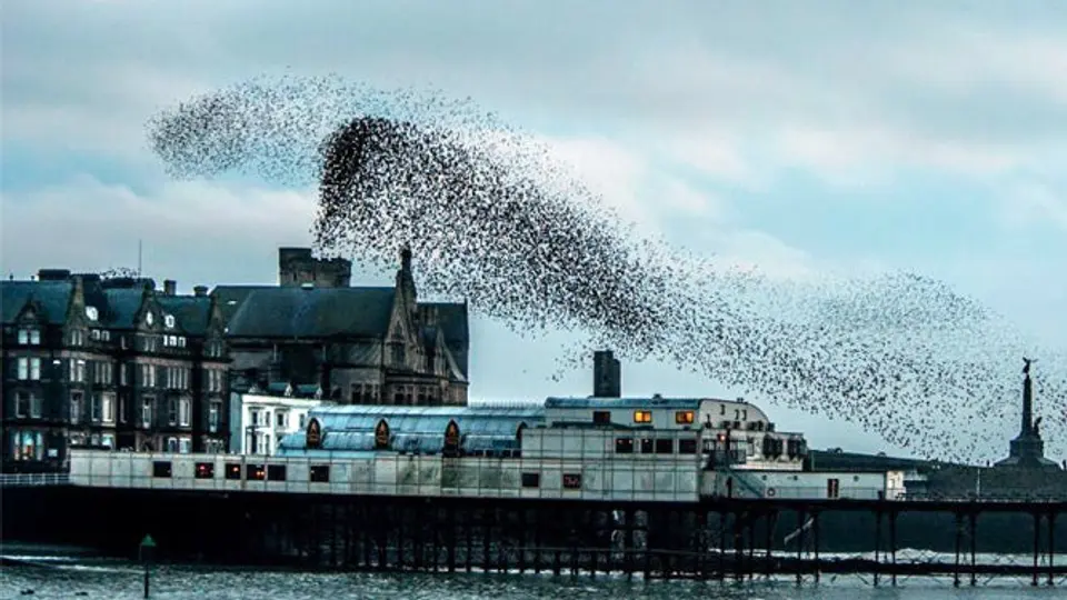 Un espectáculo de aves en el cielo