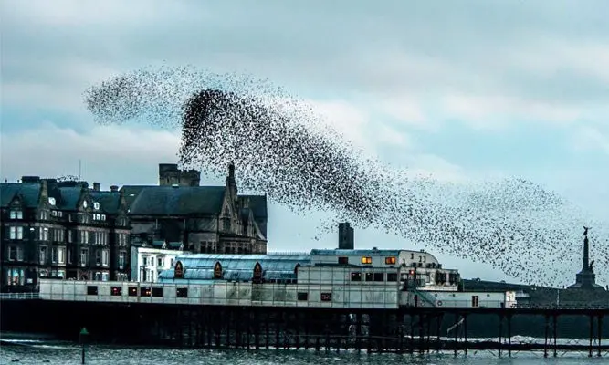 Un espectáculo de aves en el cielo