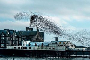 Un espectáculo de aves en el cielo