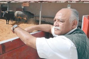 Toros de San José garantizan bravura en la Temporada Grande