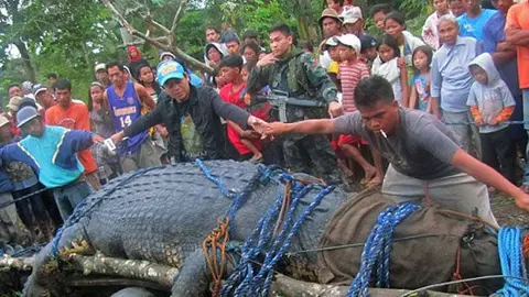 Muere Lolong, el cocodrilo más grande del mundo
