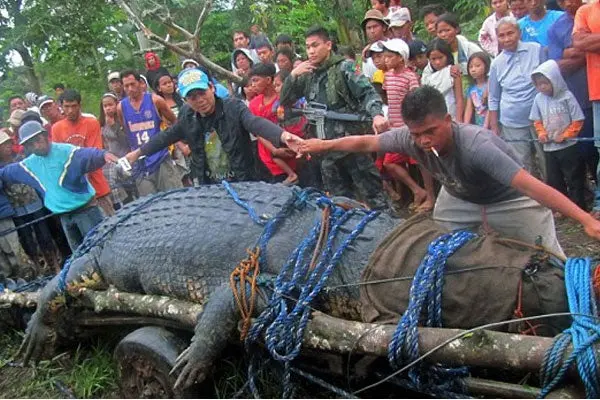 Muere Lolong, el cocodrilo más grande del mundo