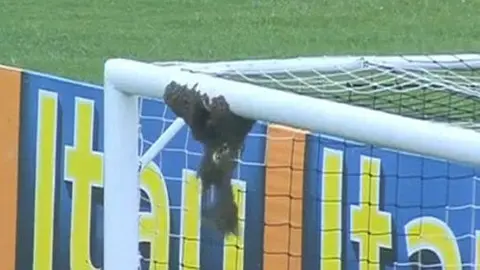 Panal de abejas interrumpe partido en Brasil
