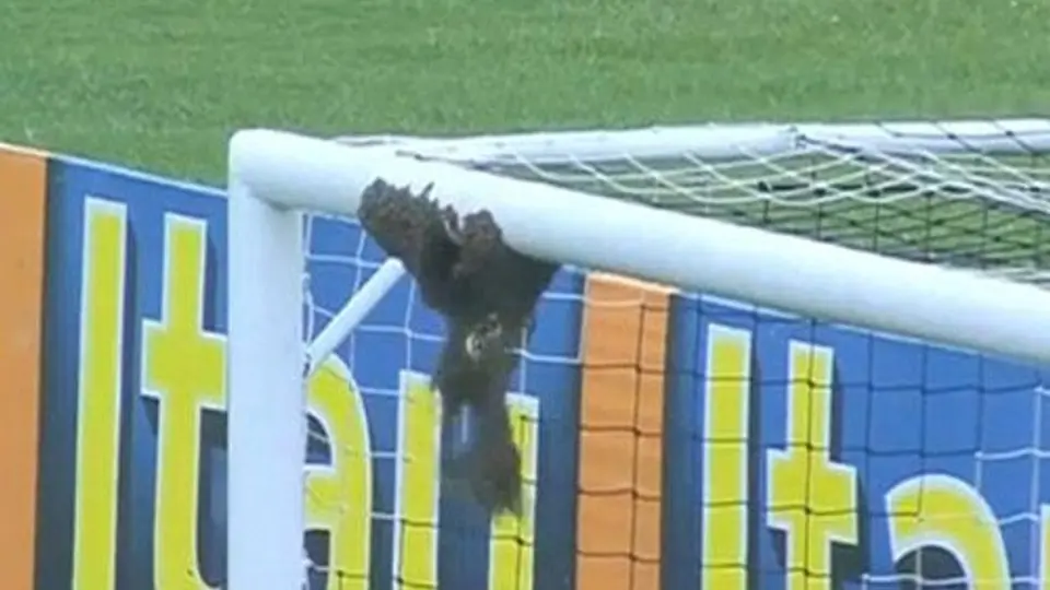 Panal de abejas interrumpe partido en Brasil