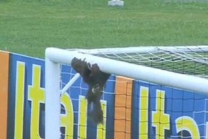 Panal de abejas interrumpe partido en Brasil