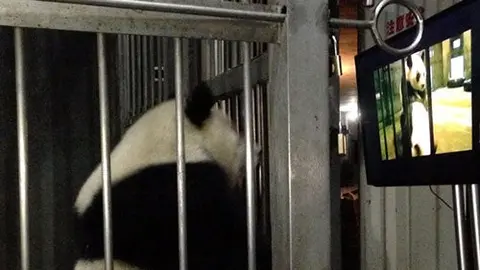 Pandas gigantes son estimulados con video porno