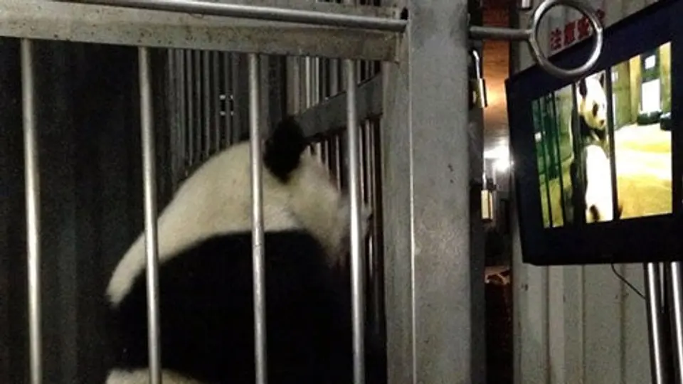 Pandas gigantes son estimulados con video porno