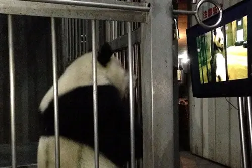 Pandas gigantes son estimulados con video porno