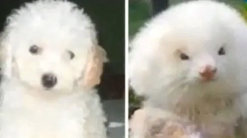 En Argentina venden hurones como si fueran perros