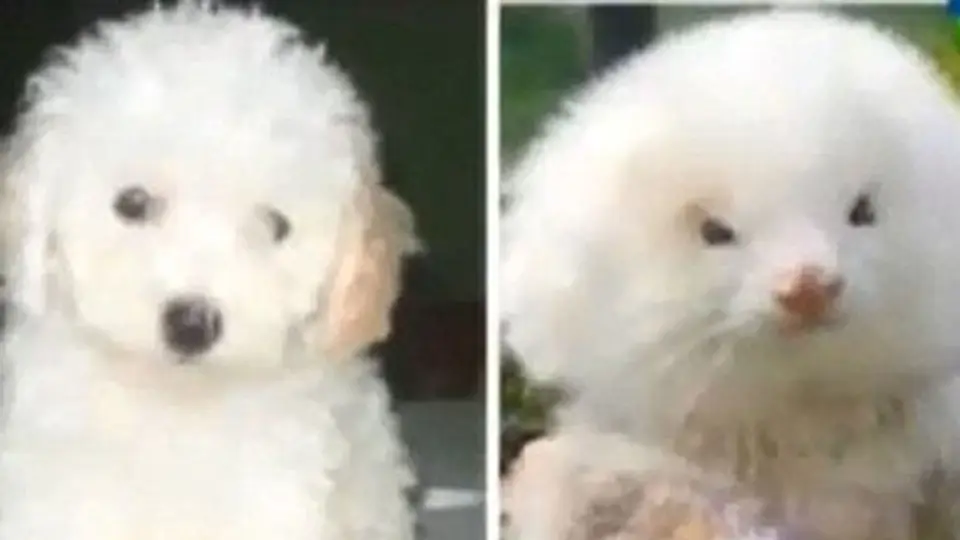 En Argentina venden hurones como si fueran perros