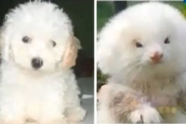 En Argentina venden hurones como si fueran perros
