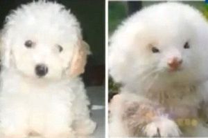 En Argentina venden hurones como si fueran perros